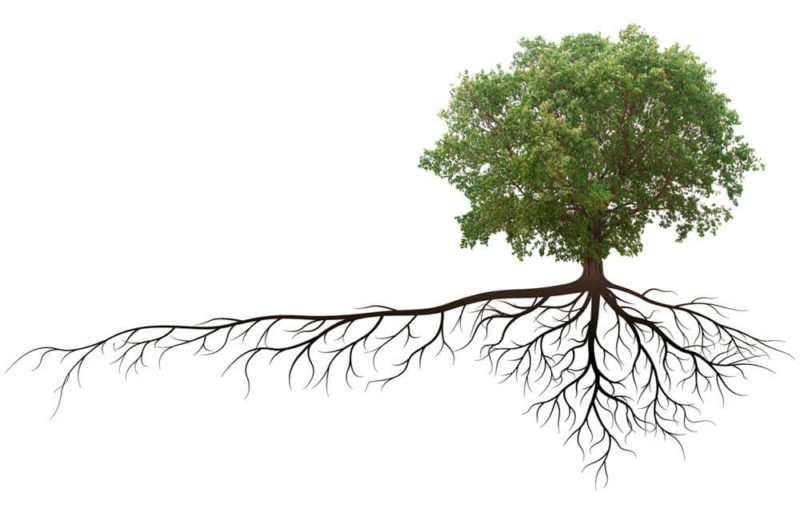 re:Wide Roots